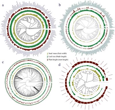 Palms are unique: clade‐level pattern of the leaf-height-seed strategy scheme